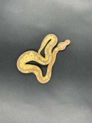 animal image