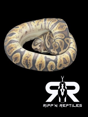 animal image