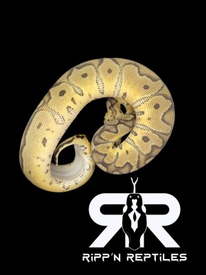 animal image