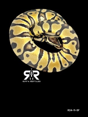 animal image