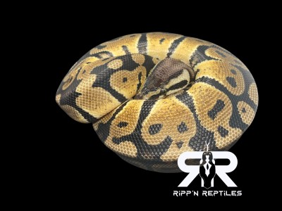 animal image