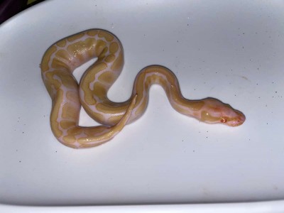 animal image