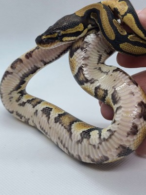 animal image