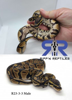 animal image