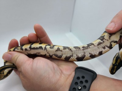 animal image