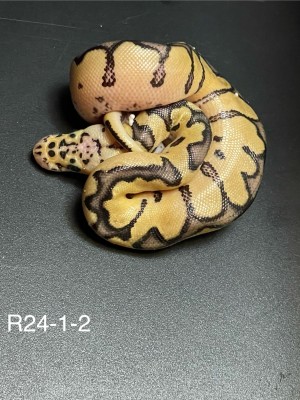 animal image