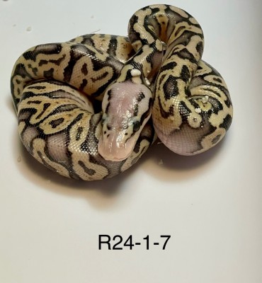 animal image