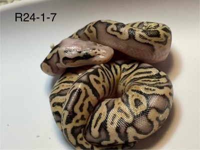 animal image