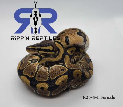 animal image
