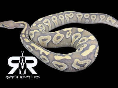 animal image