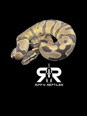 animal image