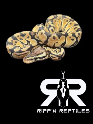 animal image