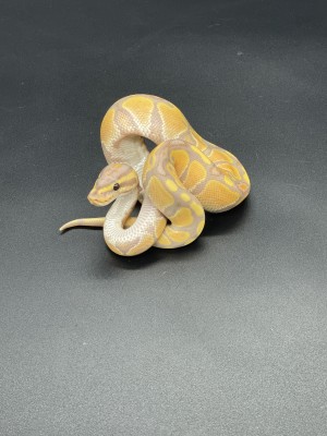 animal image