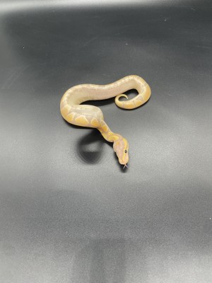 animal image