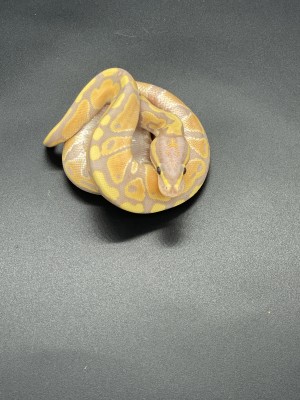 animal image