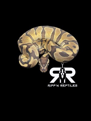 animal image