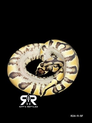 animal image