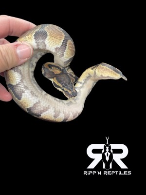 animal image