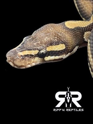 animal image
