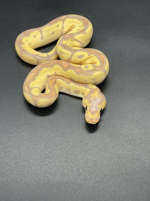 animal image
