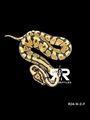 animal image