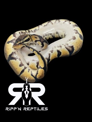 animal image