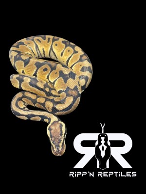 animal image