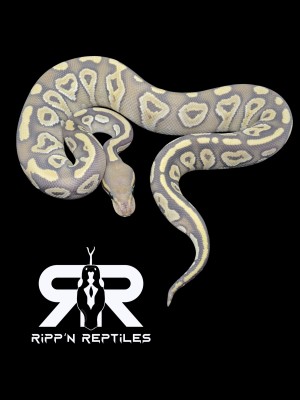 animal image