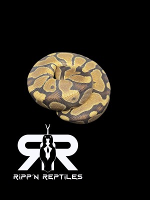 animal image