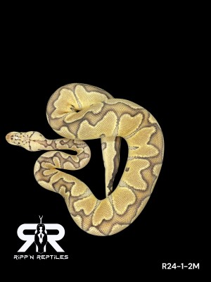 animal image