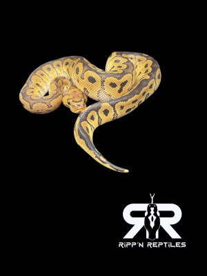 animal image