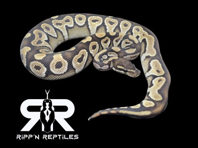 animal image