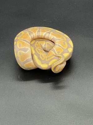 animal image