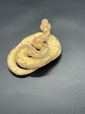 animal image