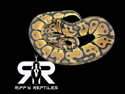 animal image