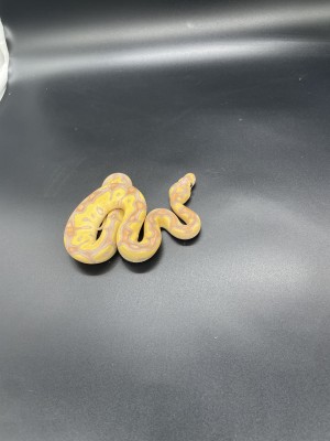 animal image