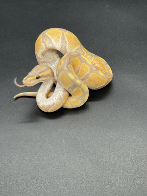 animal image