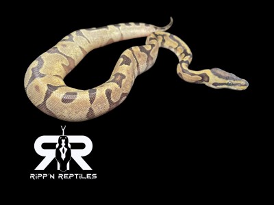 animal image