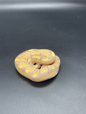 animal image