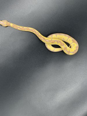 animal image