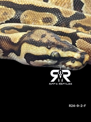 animal image