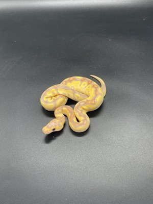 animal image