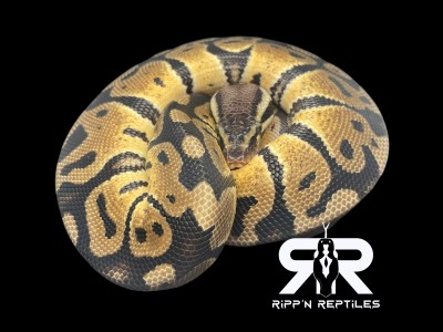 animal image