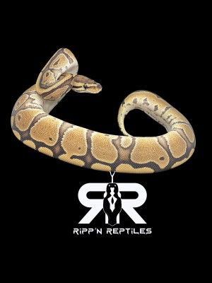 animal image