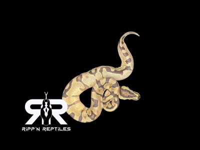 animal image