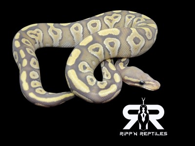 animal image