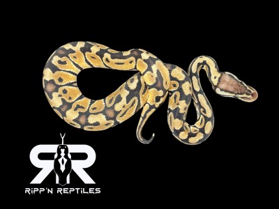 animal image