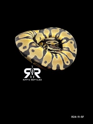 animal image