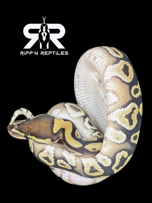 animal image