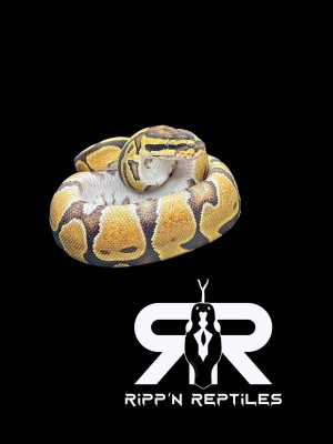animal image